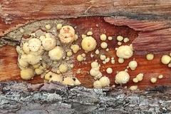 Trichoderma gelatinosum