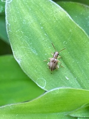 Lemini