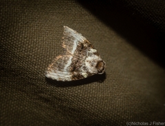 Acatapaustus metallopa