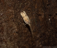 Lecithocera