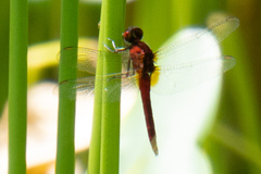 Rhodothemis rufa