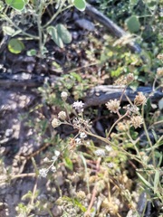 Florestina tripteris