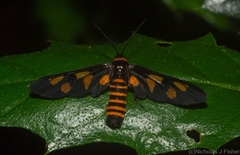 Eressa angustipenna