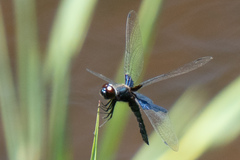 Rhyothemis triangularis