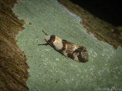 Coesyra hemiphragma
