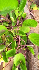 Ipomoea pes-caprae brasiliensis