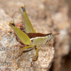 Harpethericles leechi