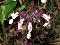 Syncolostemon
