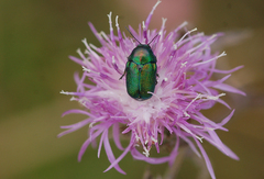 Cryptocephalus sericeus