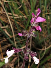 Syncolostemon