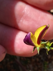 Aspalathus retroflexa bicolor