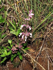Syncolostemon