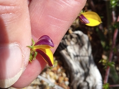 Aspalathus retroflexa bicolor