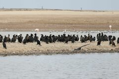 Phalacrocorax capensis