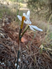 Narcissus deficiens