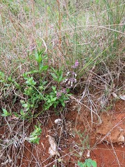 Syncolostemon