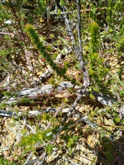 Aspalathus retroflexa bicolor