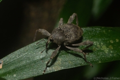 Onidistus araneus