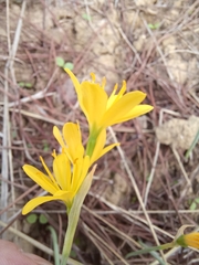 Narcissus cavanillesii