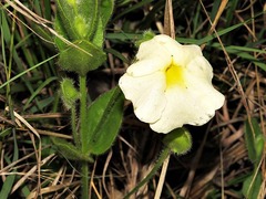 Thunbergia atriplicifolia