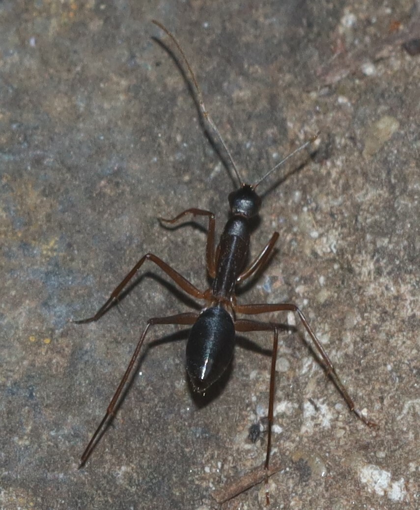 Camponotus subnitidus