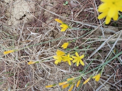 Narcissus cavanillesii
