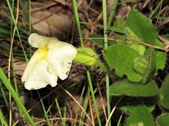 Thunbergia atriplicifolia
