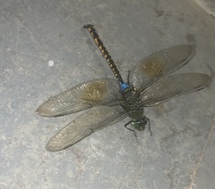 Anax indicus
