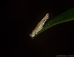 Thiotricha atractodes