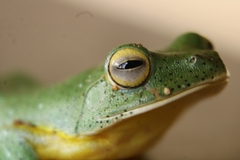 Rhacophorus malabaricus