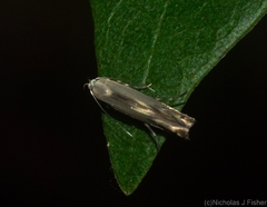 Thiotricha atractodes