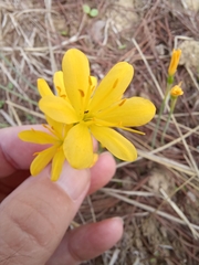 Narcissus cavanillesii