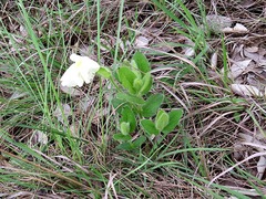 Thunbergia atriplicifolia