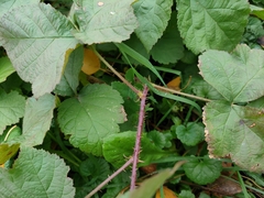 Rubus caesius