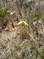 Albuca cooperi