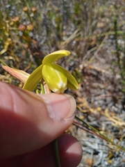 Albuca cooperi