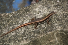 Sphenomorphus dussumieri