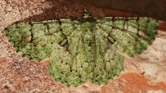 Aeolochroma hypochromaria