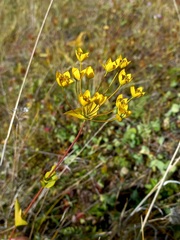 Bupleurum multinerve