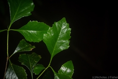 Auranticarpa rhombifolia