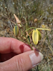 Albuca cooperi