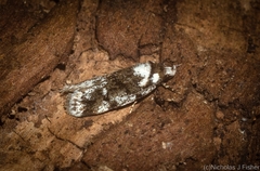 Barea synchyta