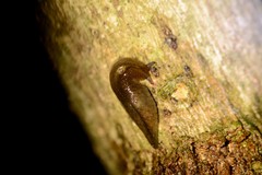 Athoracophorus papillatus