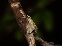 Philenora chionastis