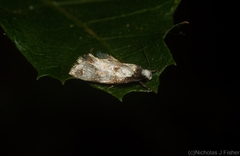 Coesyra hemiphragma