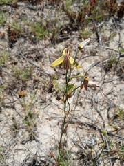 Albuca cooperi