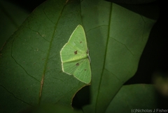 Comostola leucomerata