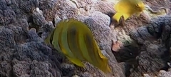 Chaetodon rainfordi