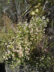 Erica margaritacea