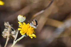 Brephidium exilis exilis